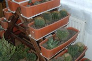 kolekcja kaktusow z roznych stron swiata.JPG